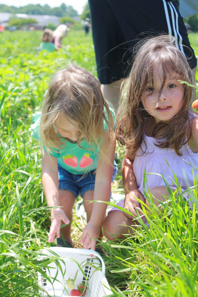 Spring Family Fun: Strawberry Picking || Sarah Sofia Productions