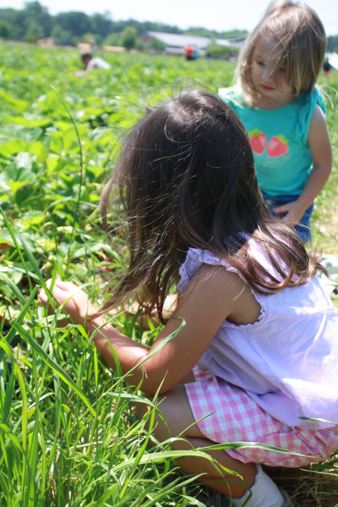 Spring Family Fun: Strawberry Picking || Sarah Sofia Productions