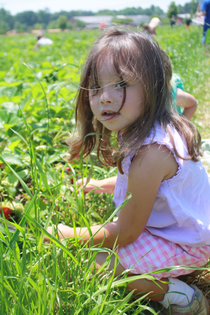 Spring Family Fun: Strawberry Picking || Sarah Sofia Productions