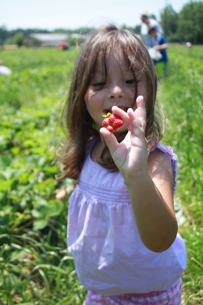 Spring Family Fun: Strawberry Picking || Sarah Sofia Productions