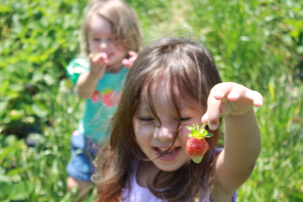 Spring Family Fun: Strawberry Picking || Sarah Sofia Productions