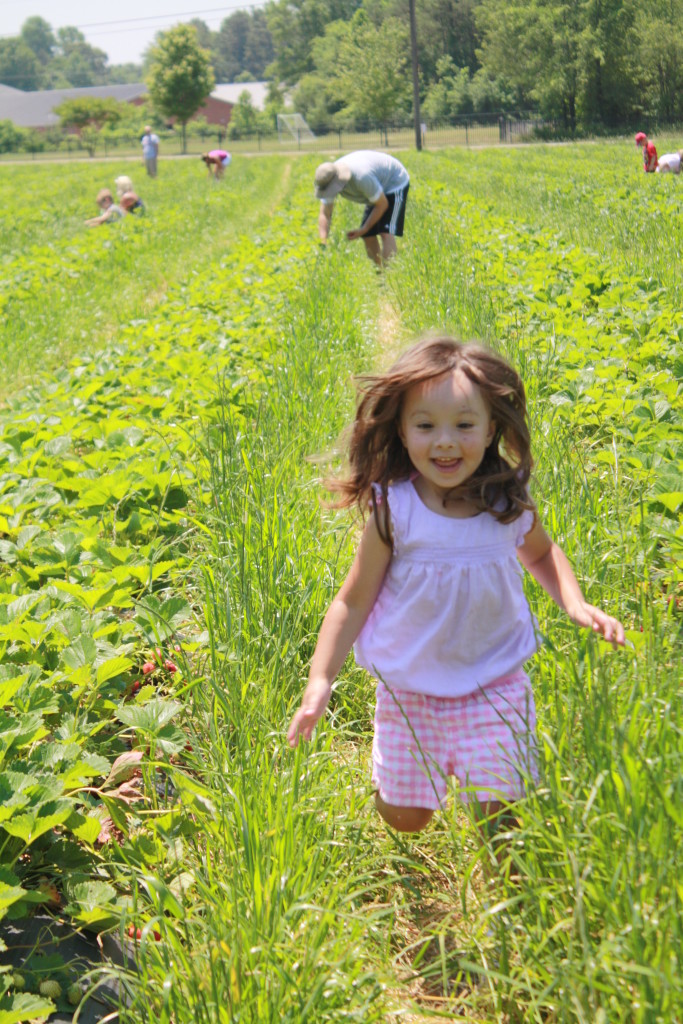 Spring Family Fun: Strawberry Picking || Sarah Sofia Productions