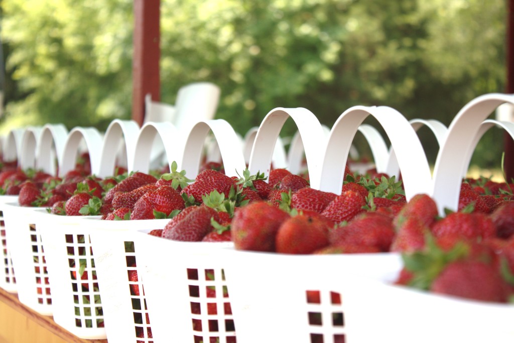 Spring Family Fun: Stawberry Picking || Sarah Sofia Productions