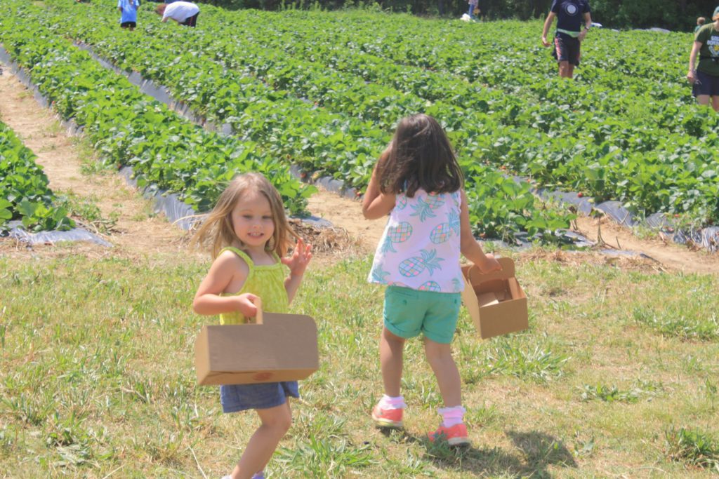 Spring Family Fun Strawberry Picking via Sarah Sofia Productions