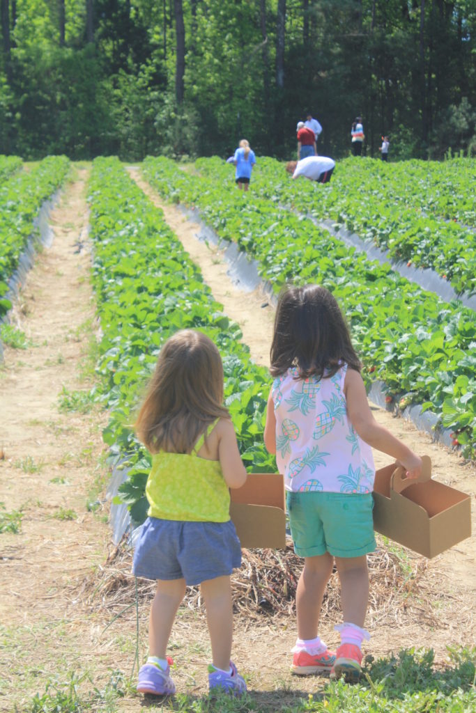 Strawberry Picking