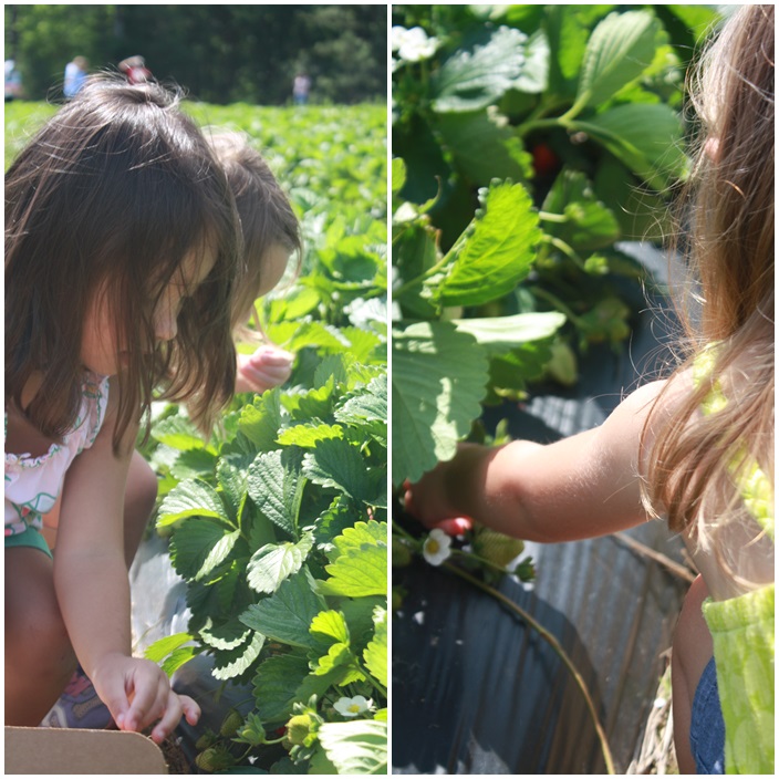 Strawberry Picking via Sarah Sofia Productions