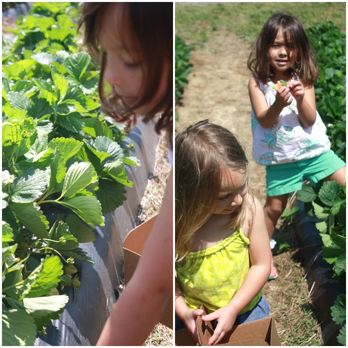 Spring Family Fun Strawberry Picking via Sarah Sofia Productions