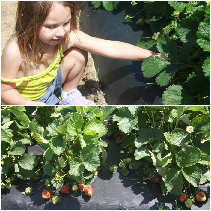 Spring Family Fun Strawberry Picking via Sarah Sofia Productions